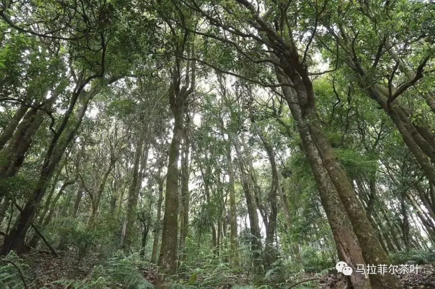 新六大茶山——勐宋